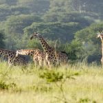 Mammal Watching and General Wildlife Tour in Uganda - Giraffes at the Delta in Murchison falls National Park