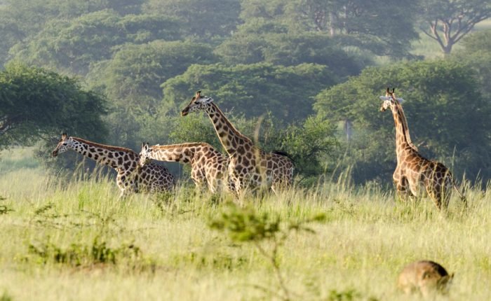 Mammal Watching and General Wildlife Tours in Uganda - Giraffes at the Delta in Murchison falls National Park