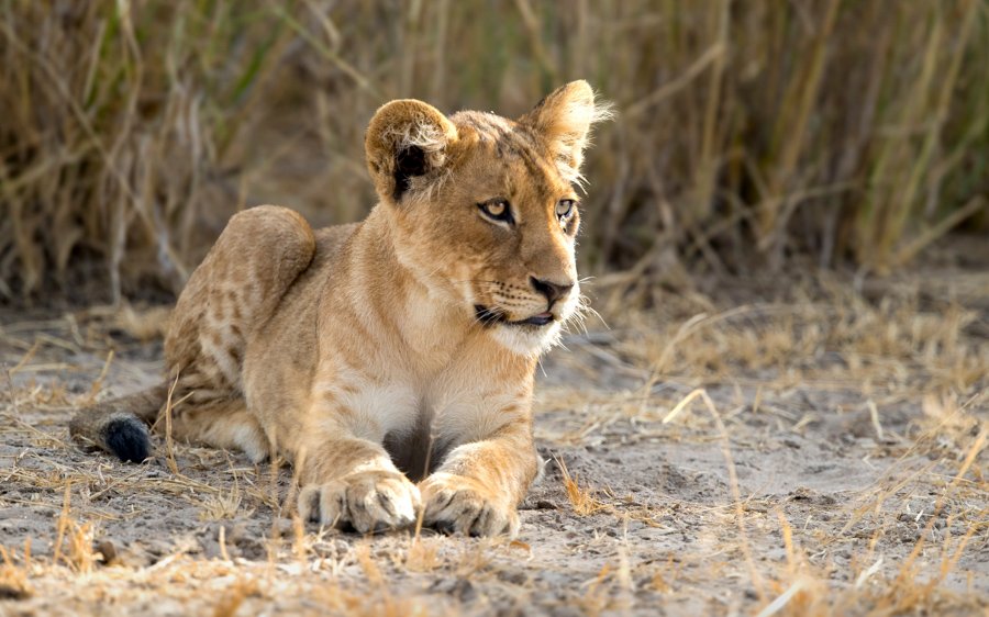 Lion cub - 12 Days Uganda Birding Safari