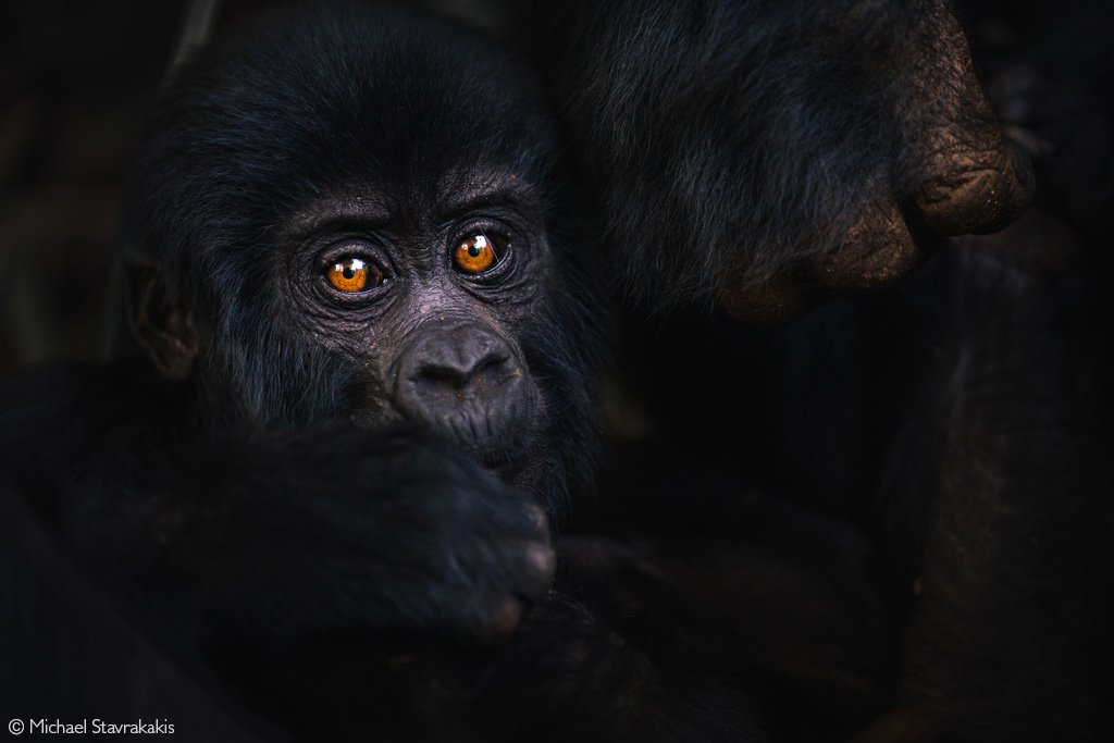 Gorilla in Bwindi Impenetrable National Park by Michael Stavrakakis