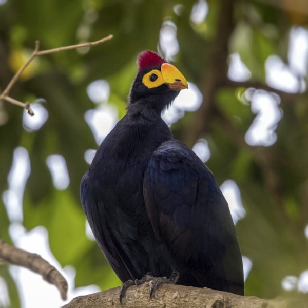 Birds Gorillas and chimps tour | Ross's Turaco