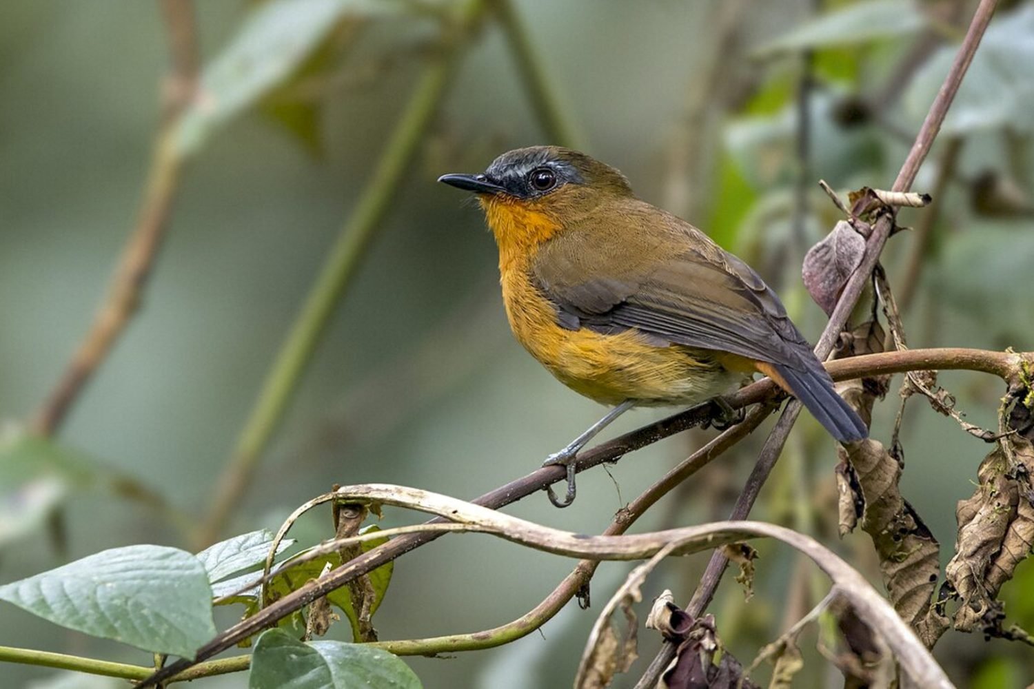 Harrier Tours | White bellied Robin-Chat by Cossyphicula roberti | Kibale National Park